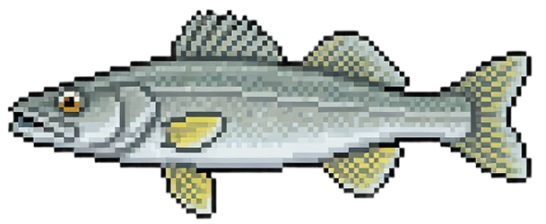 Smuđ